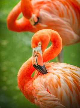 Oranje/roze Flamingo's