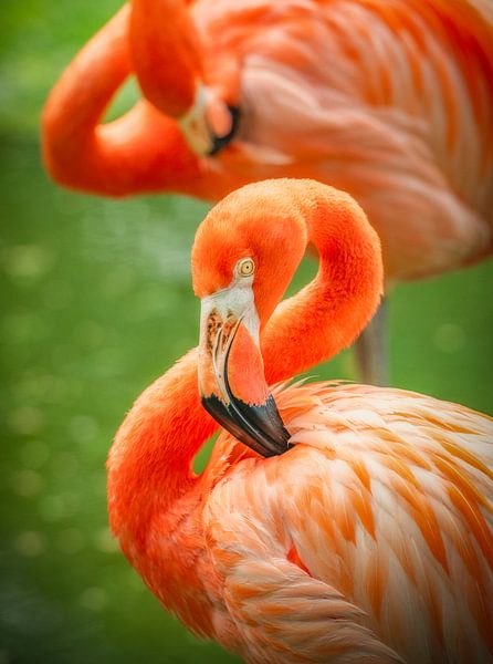 Oranje/roze Flamingo's van Ron van der Stappen