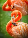 Oranje/roze Flamingo's van Ron van der Stappen thumbnail
