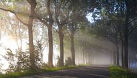 Strijklicht langs de bomen by Ferry Krauweel thumbnail