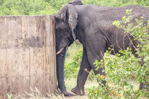 Olifant rust tegen waterput, krugerpark zuid afrika