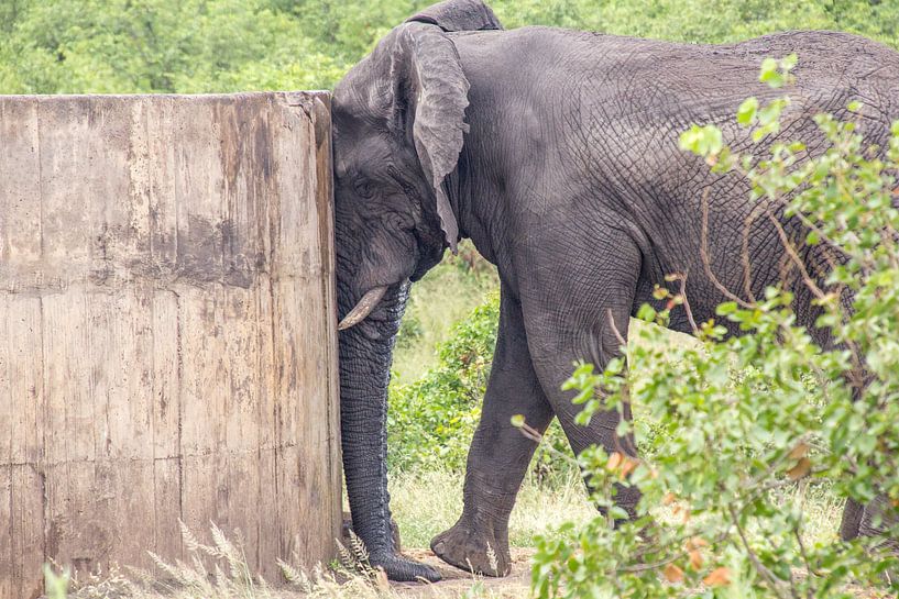 Elefant ruht gegen Brunnen, kruger park südafrika von Marijke Arends-Meiring