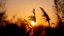 Fahne im Sonnenuntergang