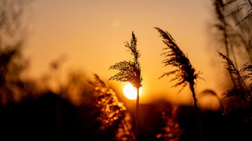 Pluim in zonsondergang
