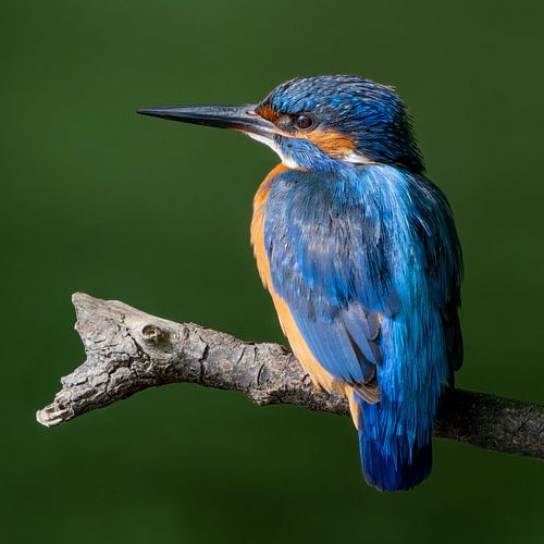Kingfisher in detail