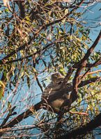 Slapende Koala in Boom – Magnetic Island, Australië