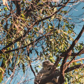 Koala in boom van Bob Beckers