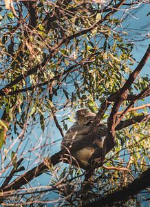 Koala in boom van Bob Beckers