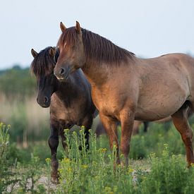 Konick horses at Oostvaardersplassen by Ilse Cardoen