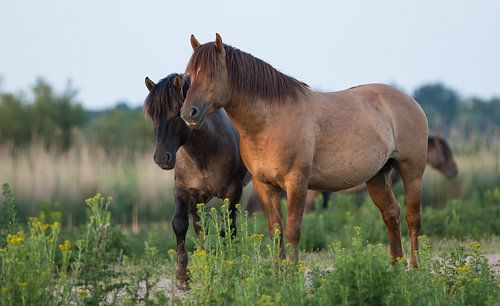 Konick horses at Oostvaardersplassen