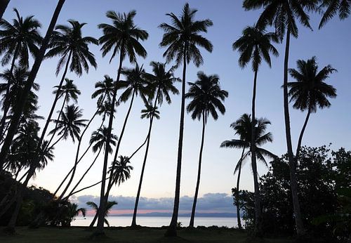 Palmen op tropisch eiland in Fiji