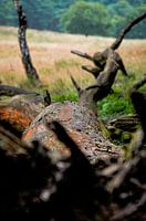 Dead tree in the forest
