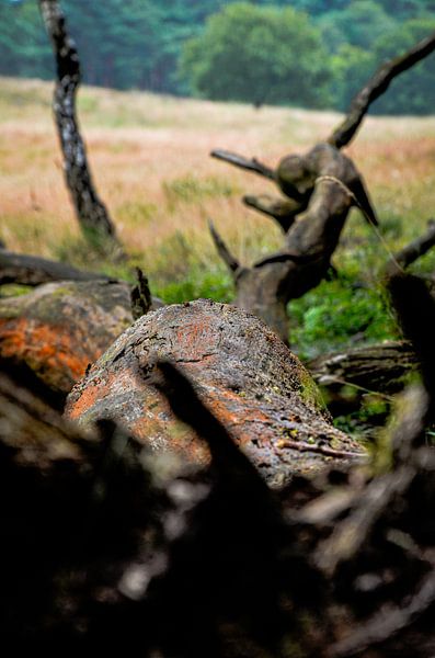 Dead tree in the forest by JessevH Foto's