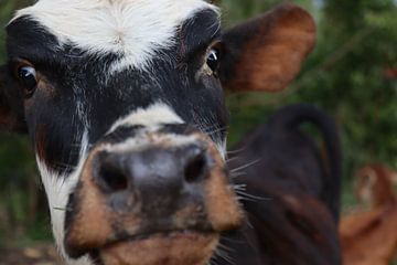 Colombian Cow by Sophie Geurts