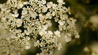 Whistlewort