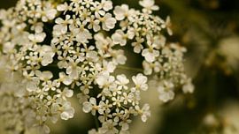 Pfeifenkraut von Emma Wilms