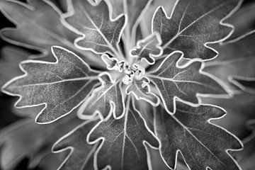 Plant met mooi gevormde bladeren in zwart wit van Lisette Rijkers
