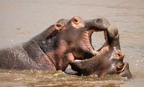Hippo in Tanzania