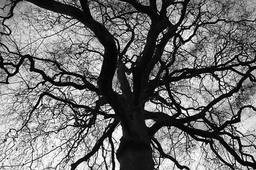 Beeindruckender Baum