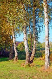 Herbstbirken