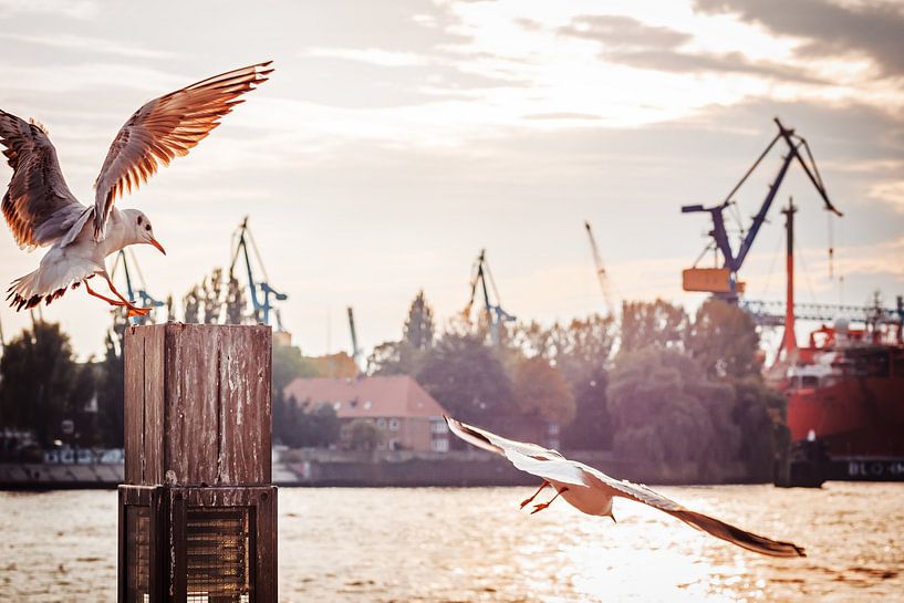 Hamburg Harbour by Alexander Voss