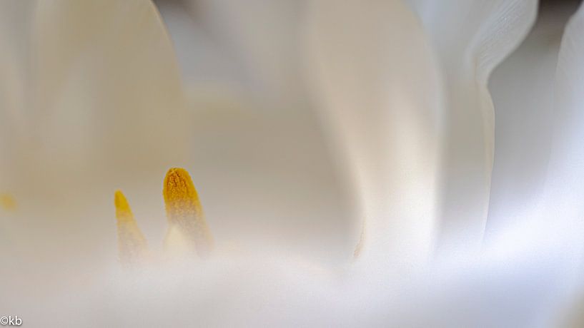 White and yellow by Klaas Bonda