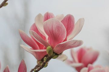 Magnolia in bloei van Ab Donker