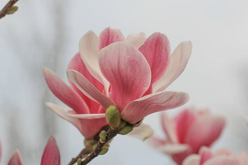 Magnolia in bloei