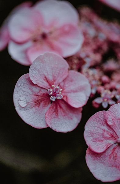 Photo macro d'un hortensia de qualité artistique par Anouk Strijbos