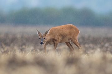 Vrouwelijk hert staande in een geoogst tarweveld in de regen van Mario Plechaty Photography