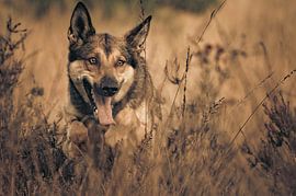 German shepherd in the heath by Toos Wassink