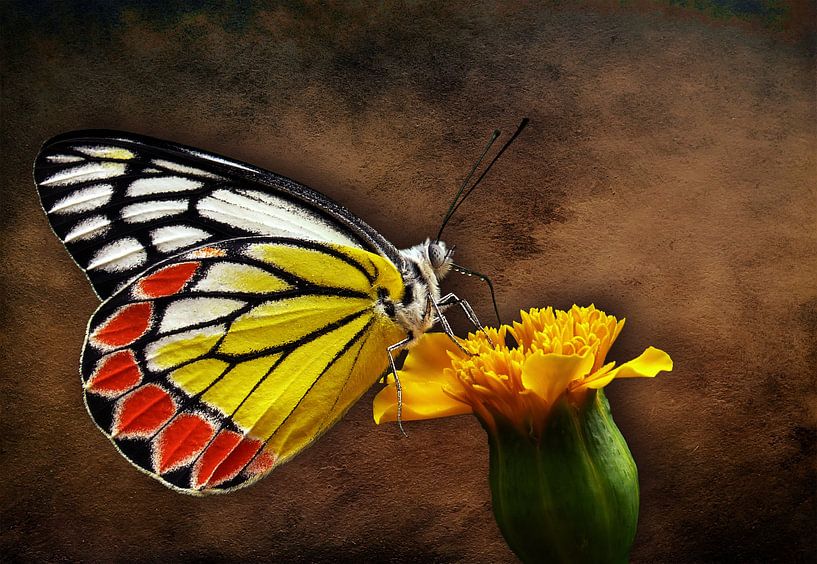 Le monde d'un papillon par Bert Hooijer