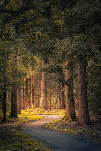 Der Weg zum Licht