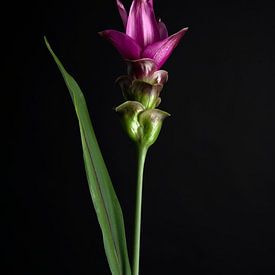 Paarse Siamese Tulp foto van Florence Schmit