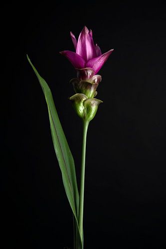 Purple Siamese Tulip photo