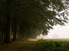Avenue of trees at field edge in fog