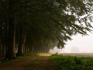Baumallee am Feldrand im Nebel