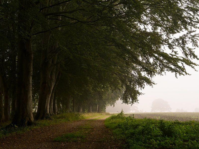 Bomenlaan aan akkerrand in de mist van Mark Scheper
