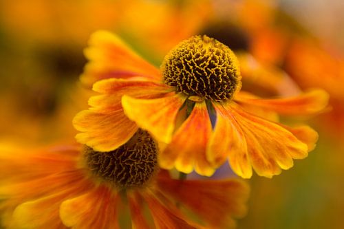 Mag ik bij jou schuilen..