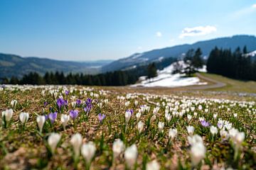 Krokusweide boven de Hündle in de lente in de Allgäuer Alpen van Leo Schindzielorz