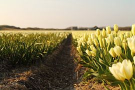 White field by Koolpics