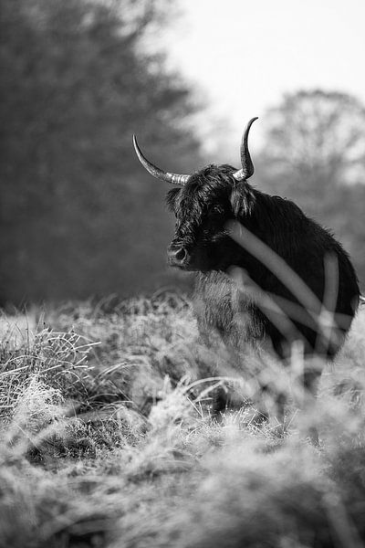 Highlander cow in the White Bog by Ratna Bosch