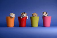 Kittens Katten Poezen