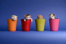 Kätzchen Katzen von Patrick Reymer