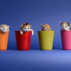 Chatons Chats sur Patrick Reymer