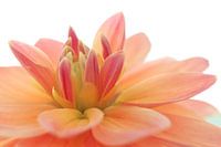 Flower, dahlia