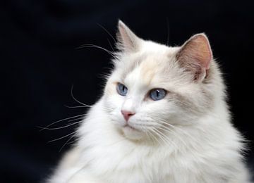 Ragdoll fokpoesje Faya of Furocats van Corry Husada-Ghesquiere