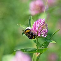 Clover with bumblebee