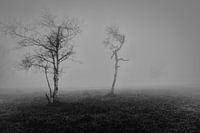 In de mist