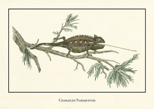Chamaeleo Namaquensis